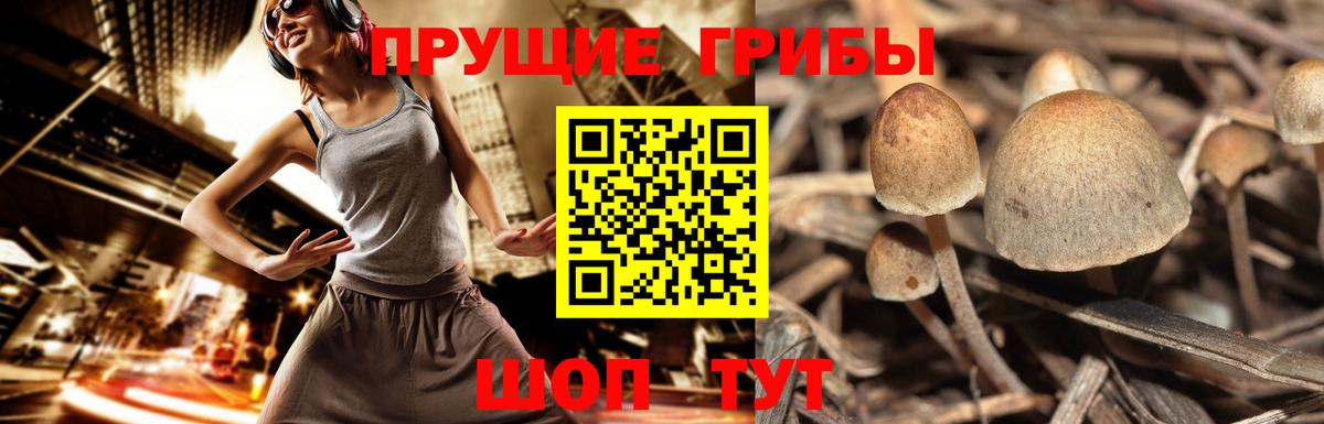 Камышлов  Псилоцибиновые грибы Psilocybine cubensis  Галлюциногенные грибы ЛСД  Вход с VPN 